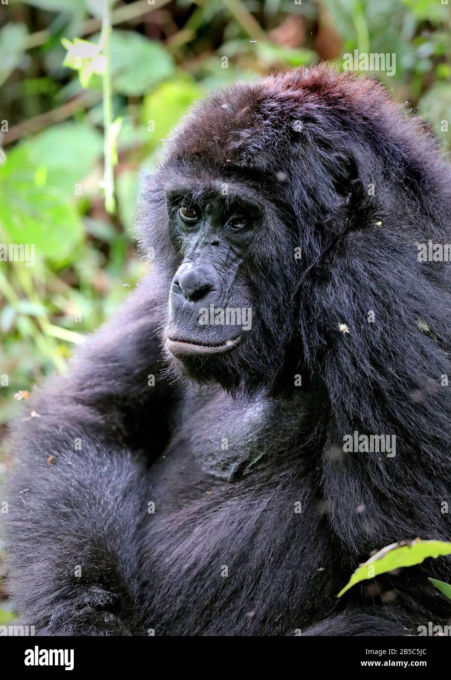 Old Mountain Gorilla at Bwindi Impenetrable National Park U Stock Photo