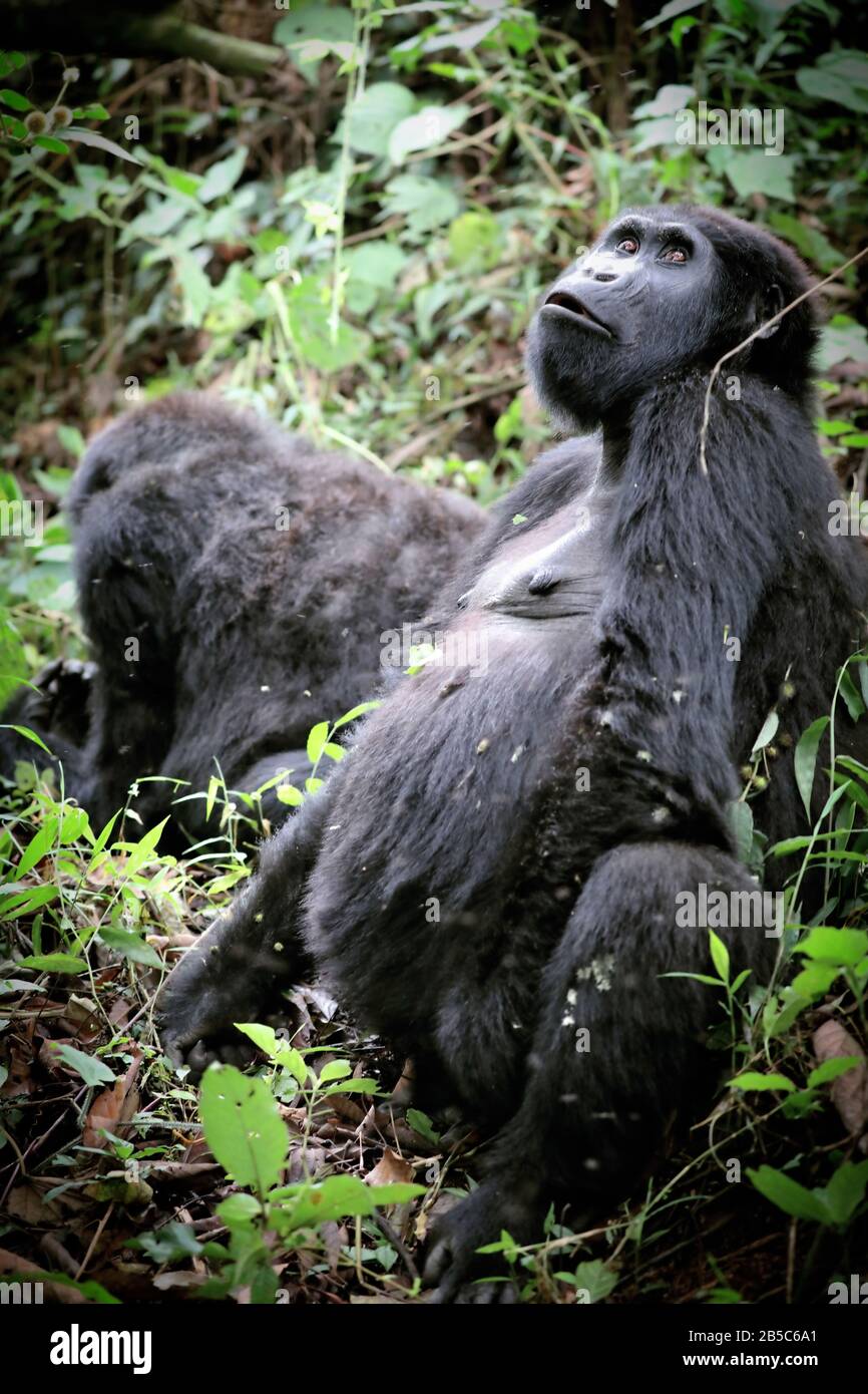 Old Mountain Gorilla at Bwindi Impenetrable National Park U Stock Photo