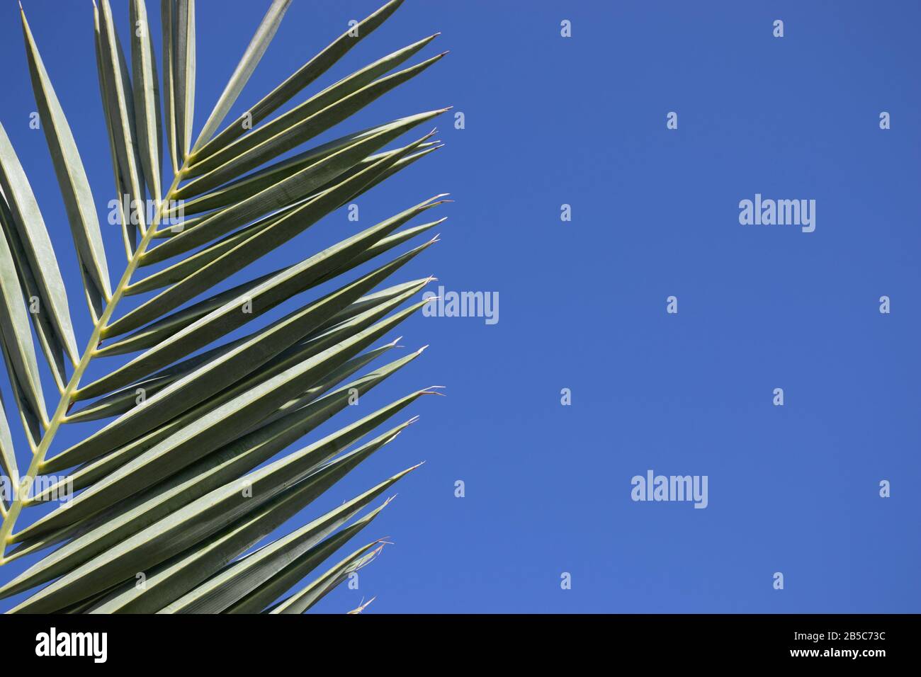 Coconut palm tree leaf, beautiful tropical background Stock Photo