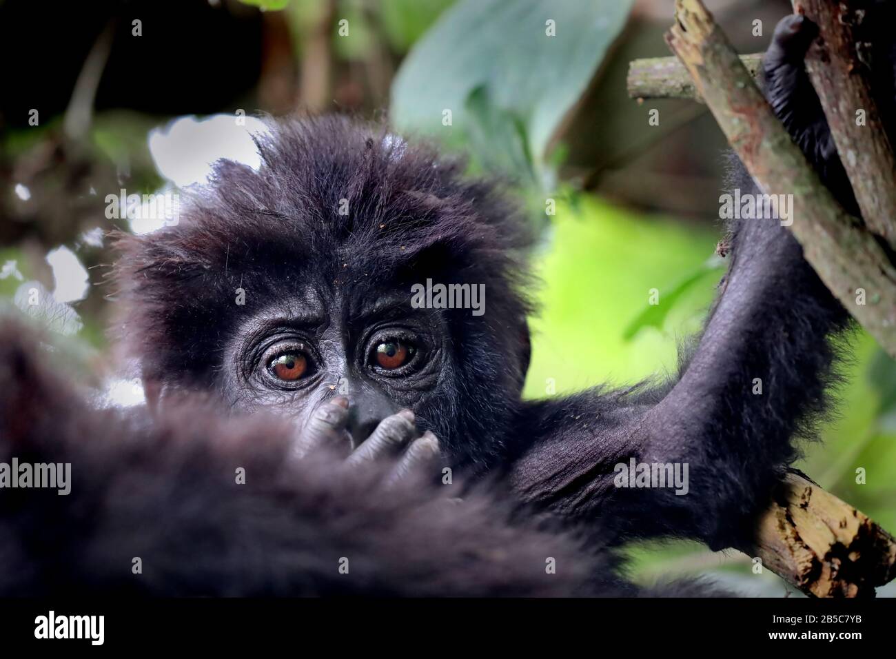 Young Mountain Gorilla at Bwindi Impenetrable National Par Stock Photo