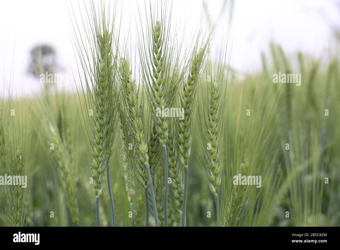 Agricultural field on which grow the young grass. wheat Stock Photo - Alamy