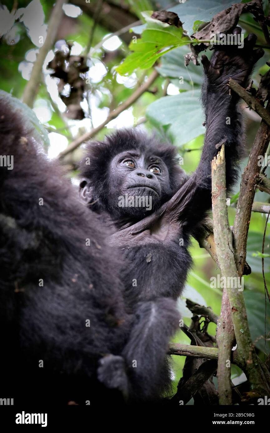 Young Mountain Gorilla at Bwindi Impenetrable National Par Stock Photo