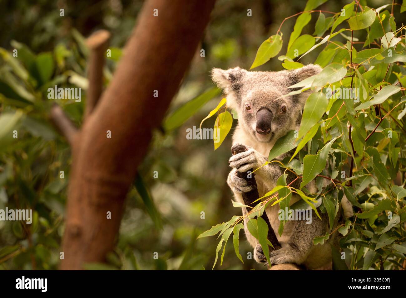 Koala on a tree, Australia Stock Photo