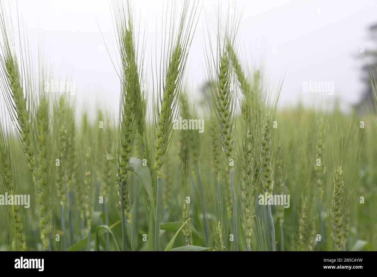 Young Wheat Growing at Agriculture Stock Photo