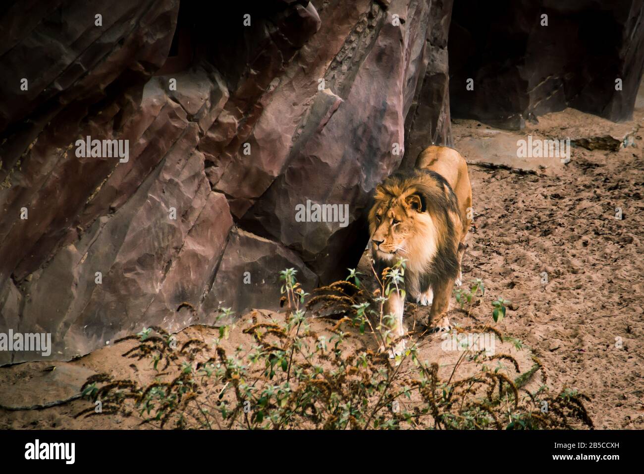 A male lion hunting for food Stock Photo Alamy