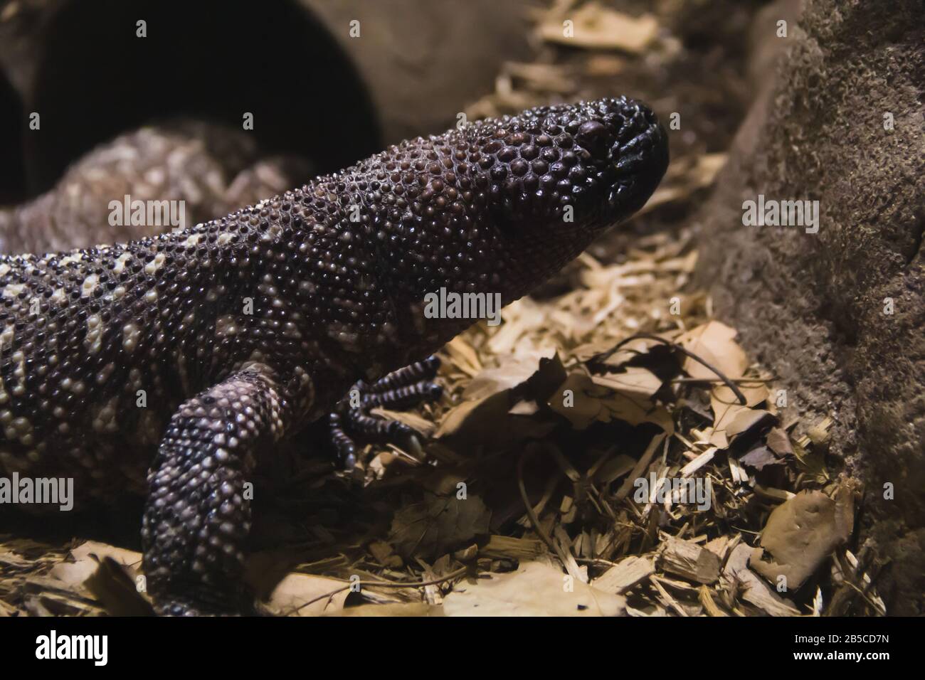 Portrait of a giant lizard - Mexican Beaded Lizard Stock Photo
