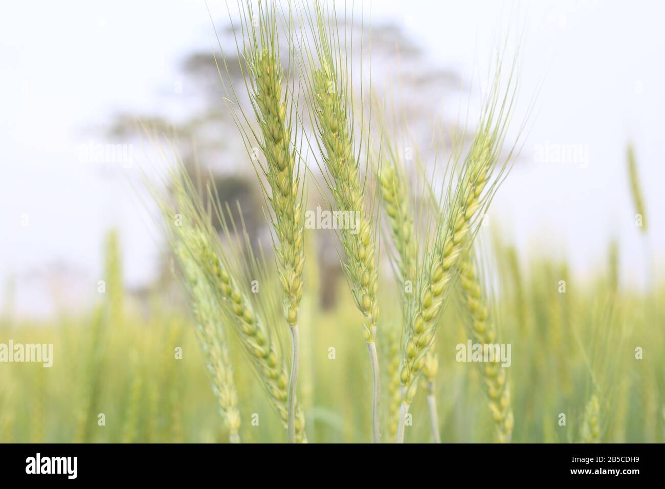 Farmer in wheat field hi-res stock photography and images - Alamy