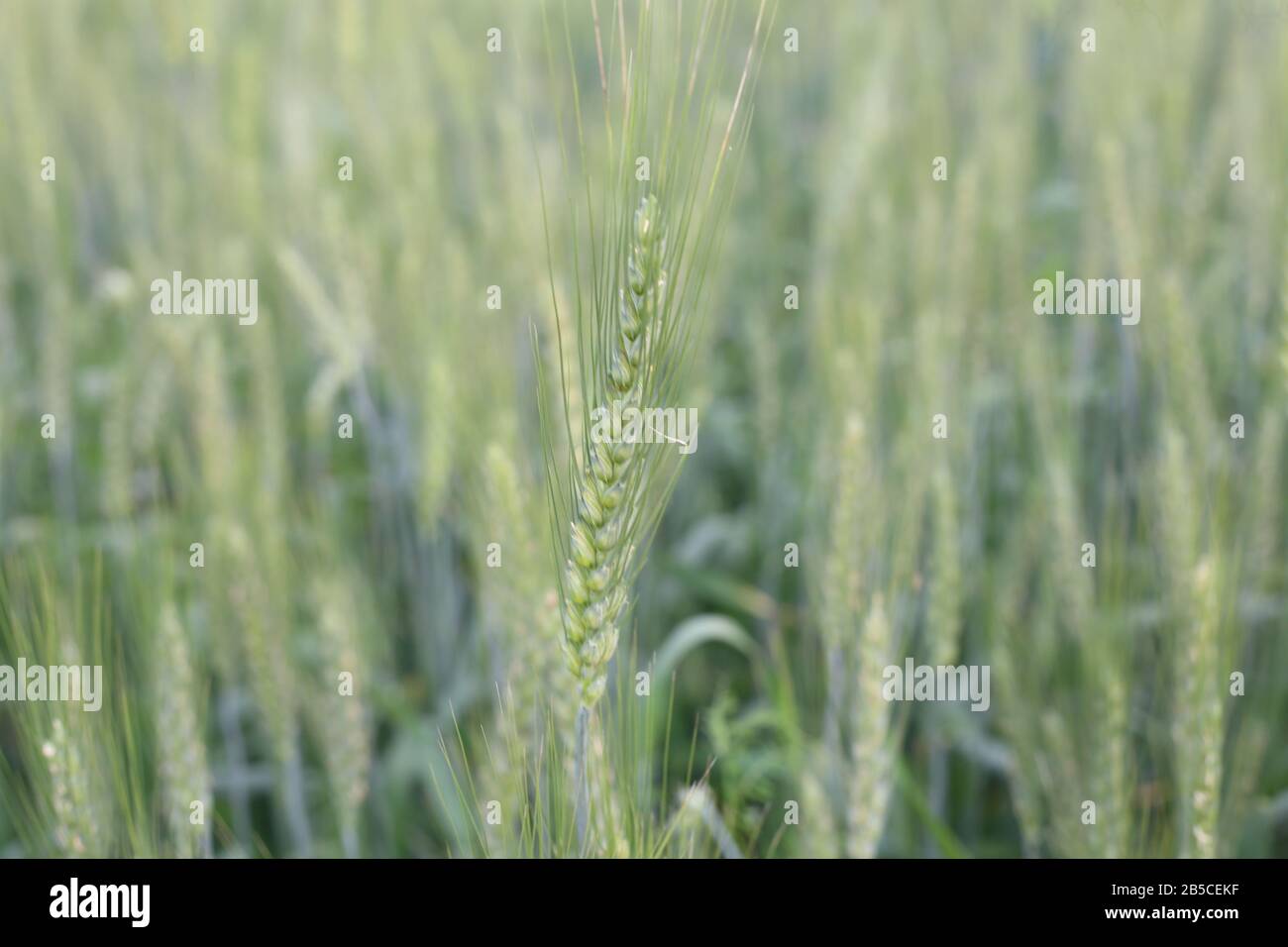 World's Best Young Wheat Plant Stock Photo