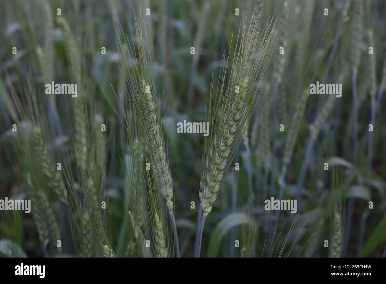 Photography on a Beautiful Sunday green wheat field Stock Photo