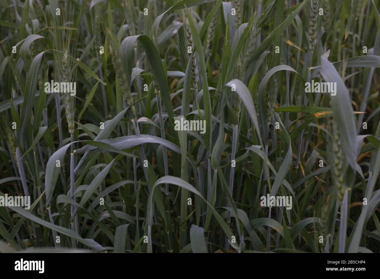 Green Wheat Field Growing At Bright Sunny Stock Photo Alamy