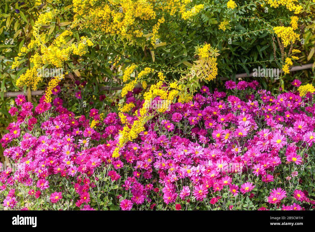 Plants with purple flowers hi-res stock photography and images - Alamy