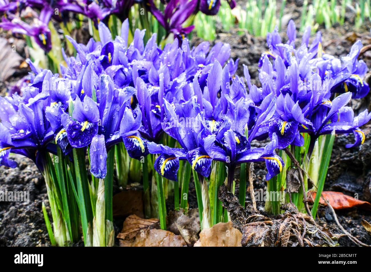 Group of blue dwarf irises "Harmony" Stock Photo