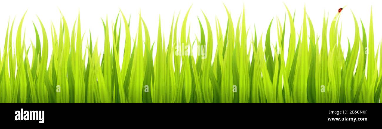 Grass field seamless footer. Microgreen wheat sprouts. Stock Vector