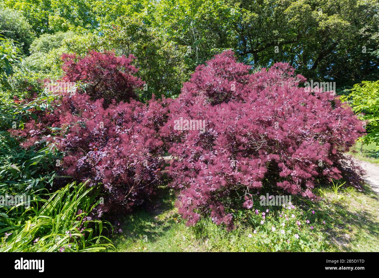 Cotinus coggygria 'Grace' (AKA Smoke bush, Smokebush, Smoke tree), a deciduous shrub with reddish purple leaves in Summer in England, UK. Stock Photo