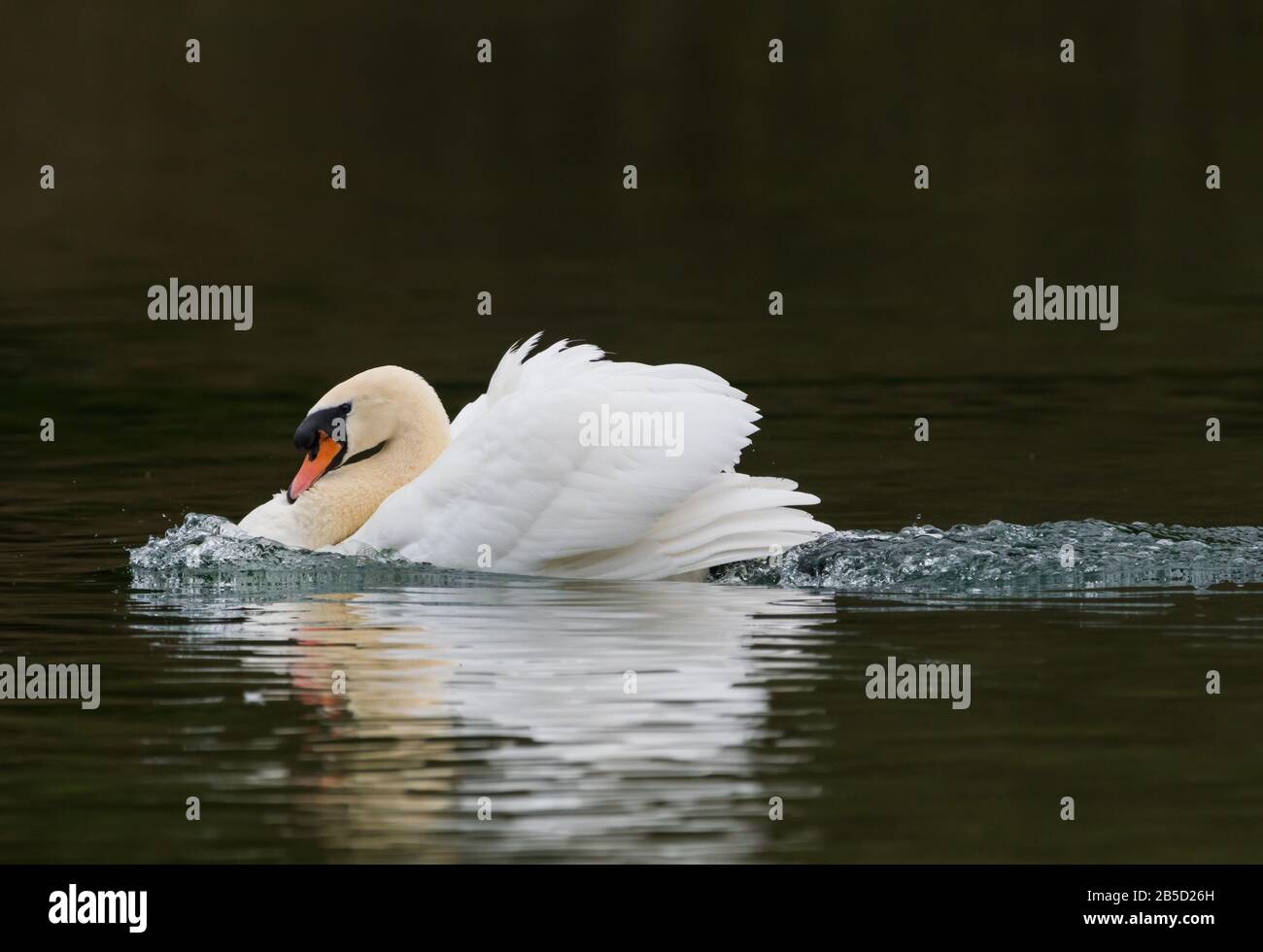 Profile side view of a White Mute Swan (Cygnus olor) swimming fast with wings in attack posture on a lake in Spring in West Sussex, England, UK. Stock Photo