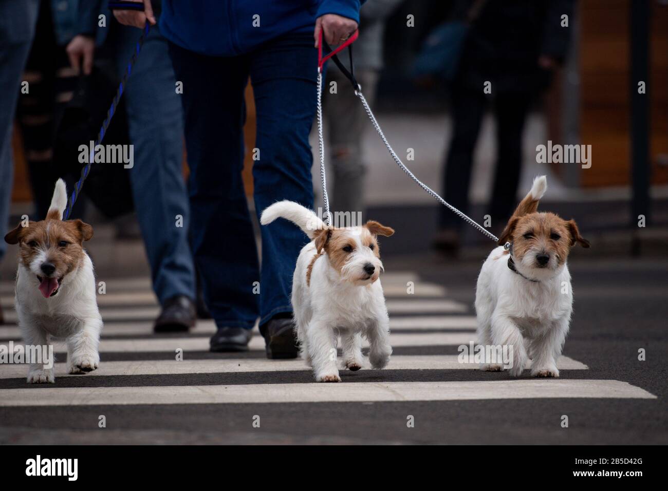 jack russell show