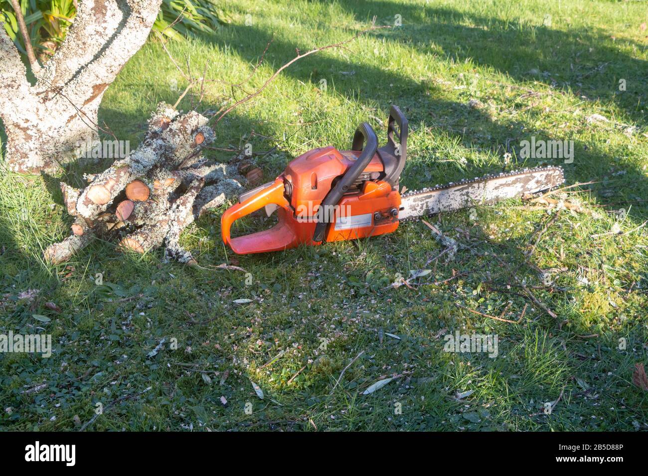 Chain saw and cut branches in a garden after trimming a tree Stock