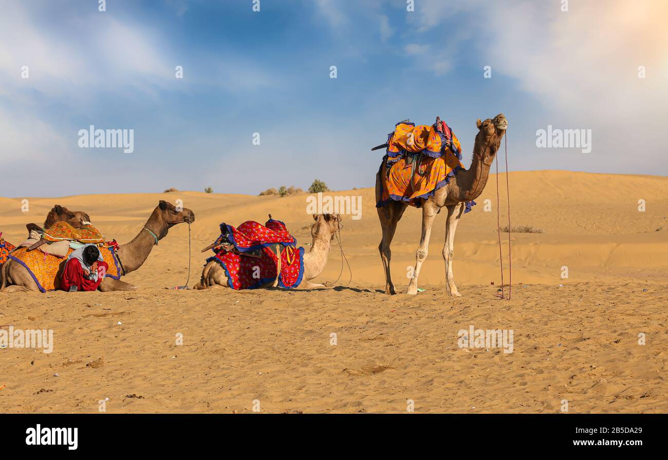 Camels used for tourist safari at Thar desert at Jaisalmer Rajasthan, India Stock Photo