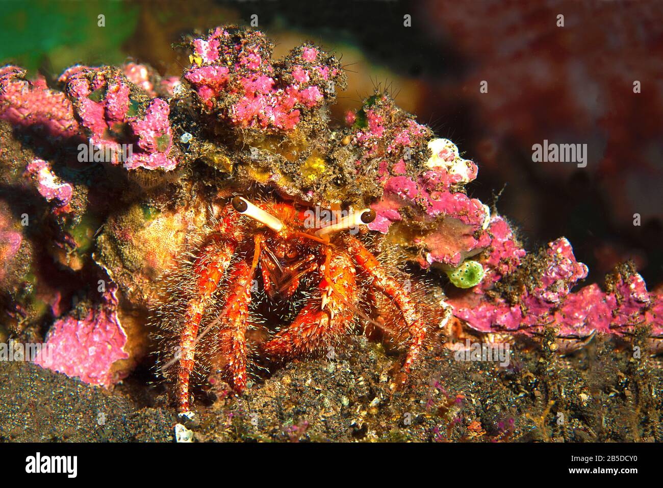 Camouflage to survive. Close-up of crab carrying an anemone on its back to protect itself from enemies. Discovered during a dive in Bali, Indonesia Stock Photo