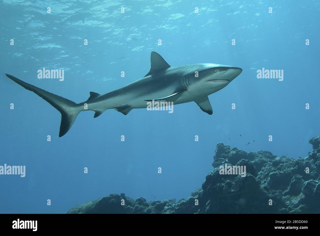 A Grey Reefshark observes the underwater photographer on a coral reef on Yap Island, Micronesia Stock Photo