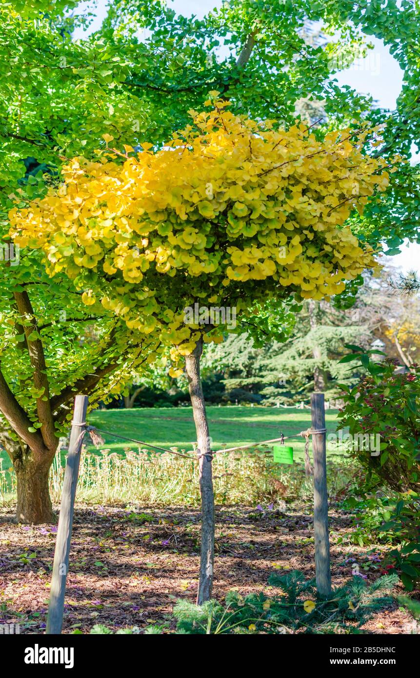 Gingko Biloba 'Mariken' in the botany in autumn. Small tree with yellow leaves. Stock Photo