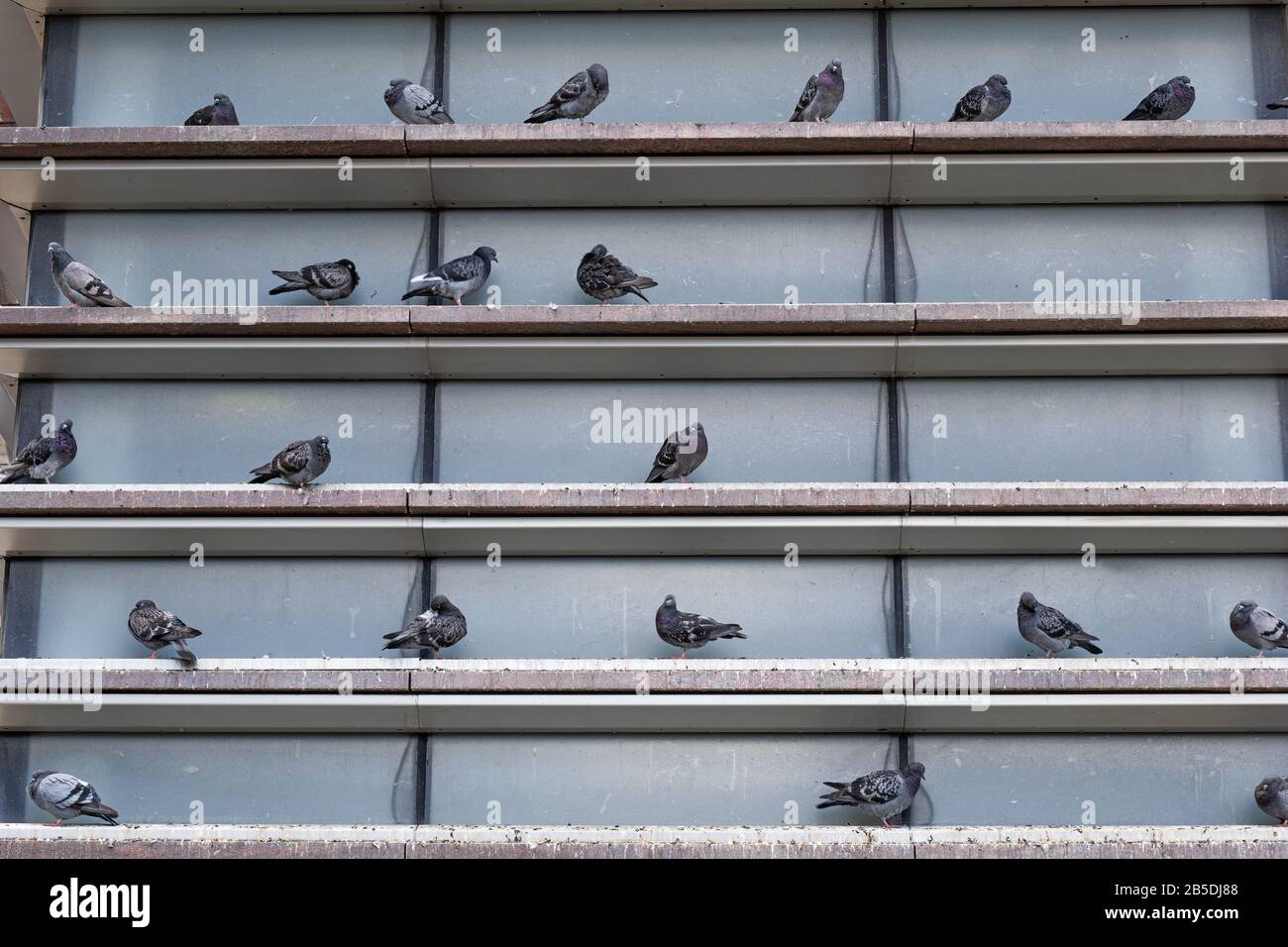 Group of domestic pigeons (Columba livia domestica) sitting and resting building exterior shelves in the city. Stock Photo
