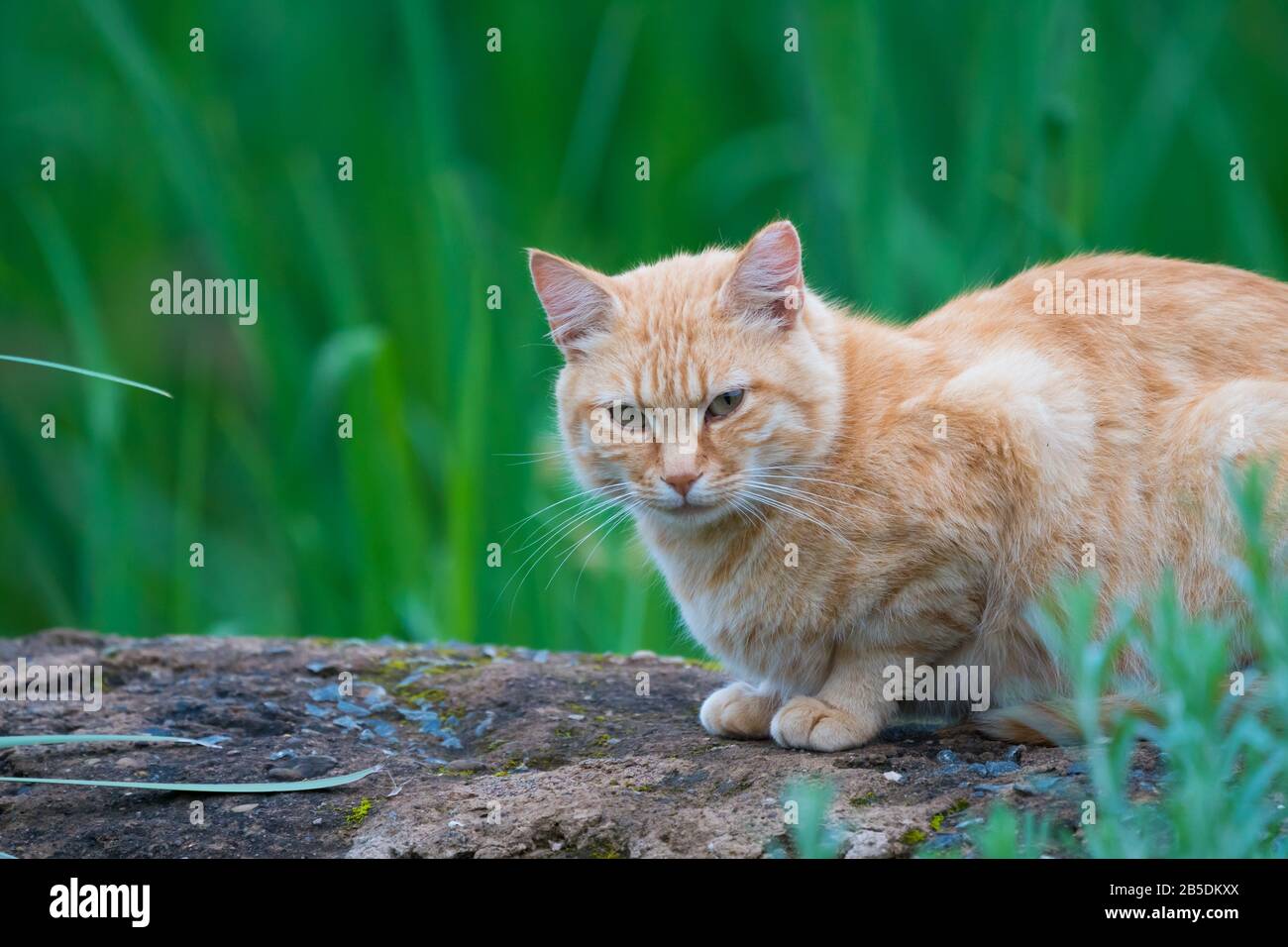 marmalade ginger feral cat sits or crouches on a log in nature with a grass background in a contented manner while making eye contact Stock Photo