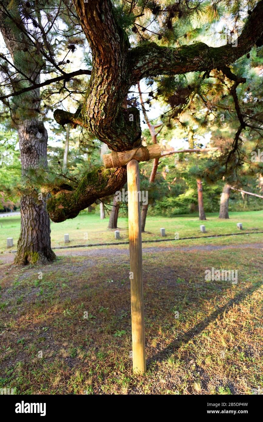 Tree support japan hires stock photography and images Alamy