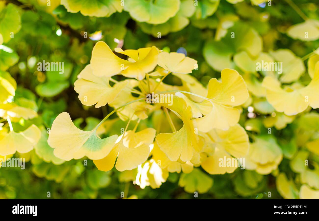 Gingko Biloba 'Mariken' in the botany in autumn. Close up of beautiful yellow and green leaves. Stock Photo