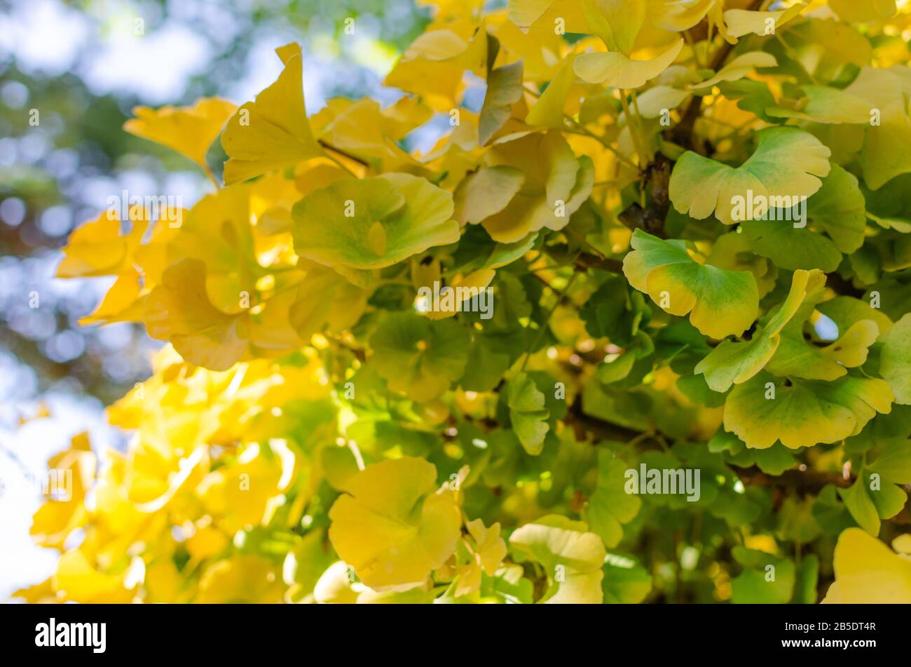Gingko Biloba 'Mariken' in the botany in autumn. Close up of beautiful yellow and green leaves. Stock Photo