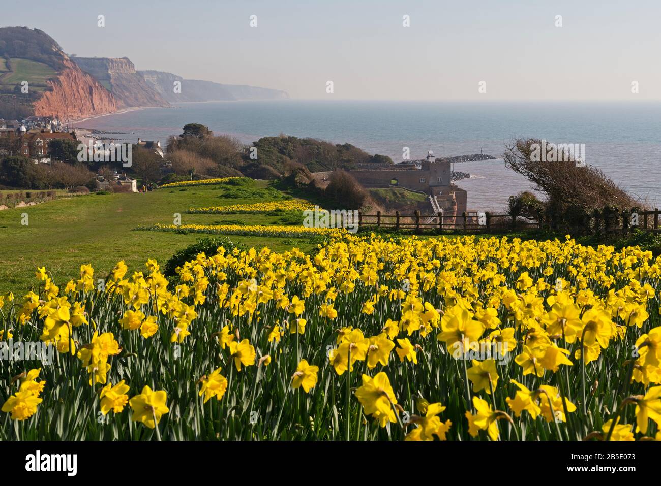 Daffodils on Peak Hill, Sidmouth, Devon, UK, planted as part of the Million Bulb Project which was inspired by a bequest  by Keith Owen. Stock Photo