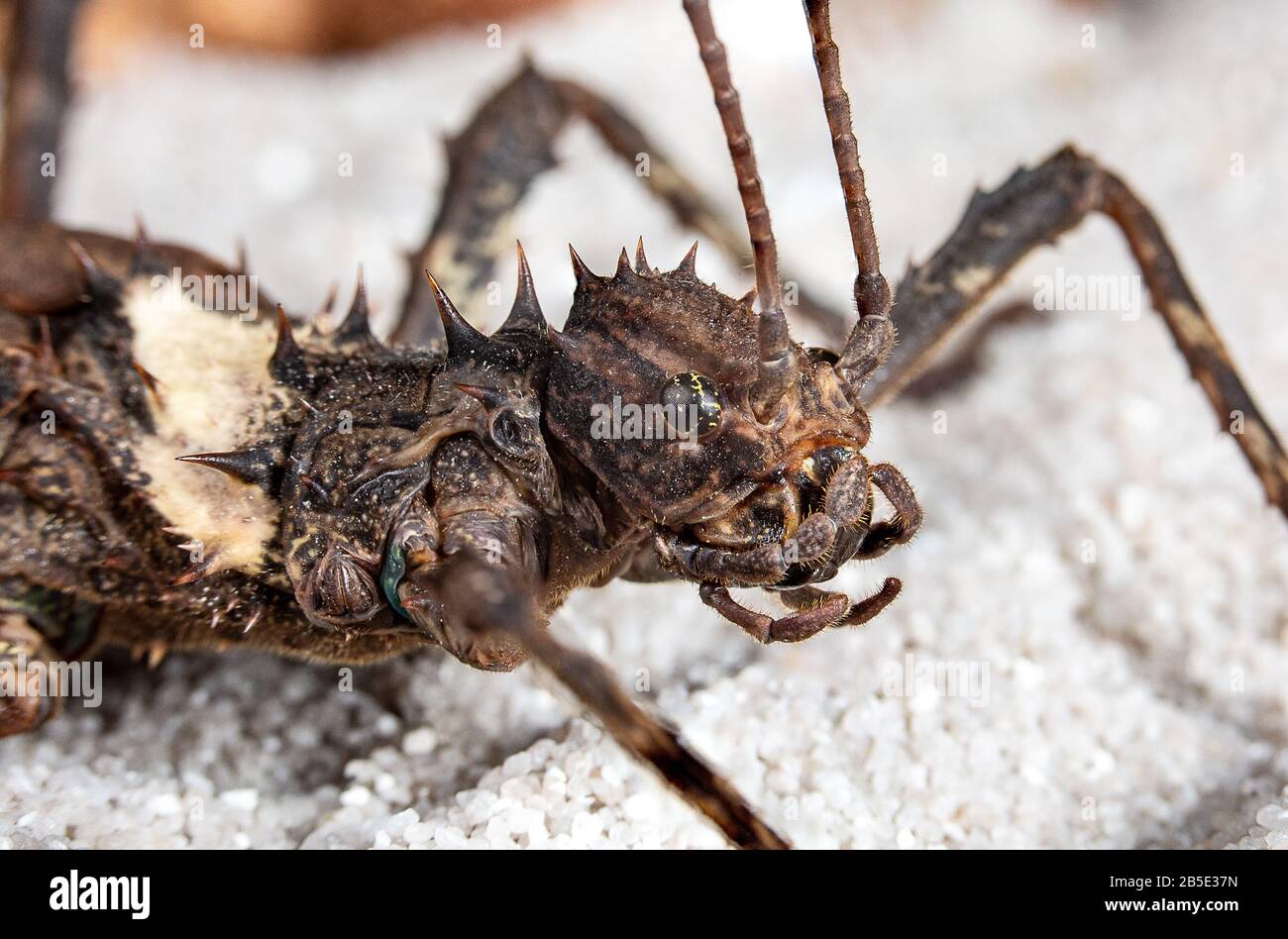 Giant Bornoe Stick Insect close up Stock Photo