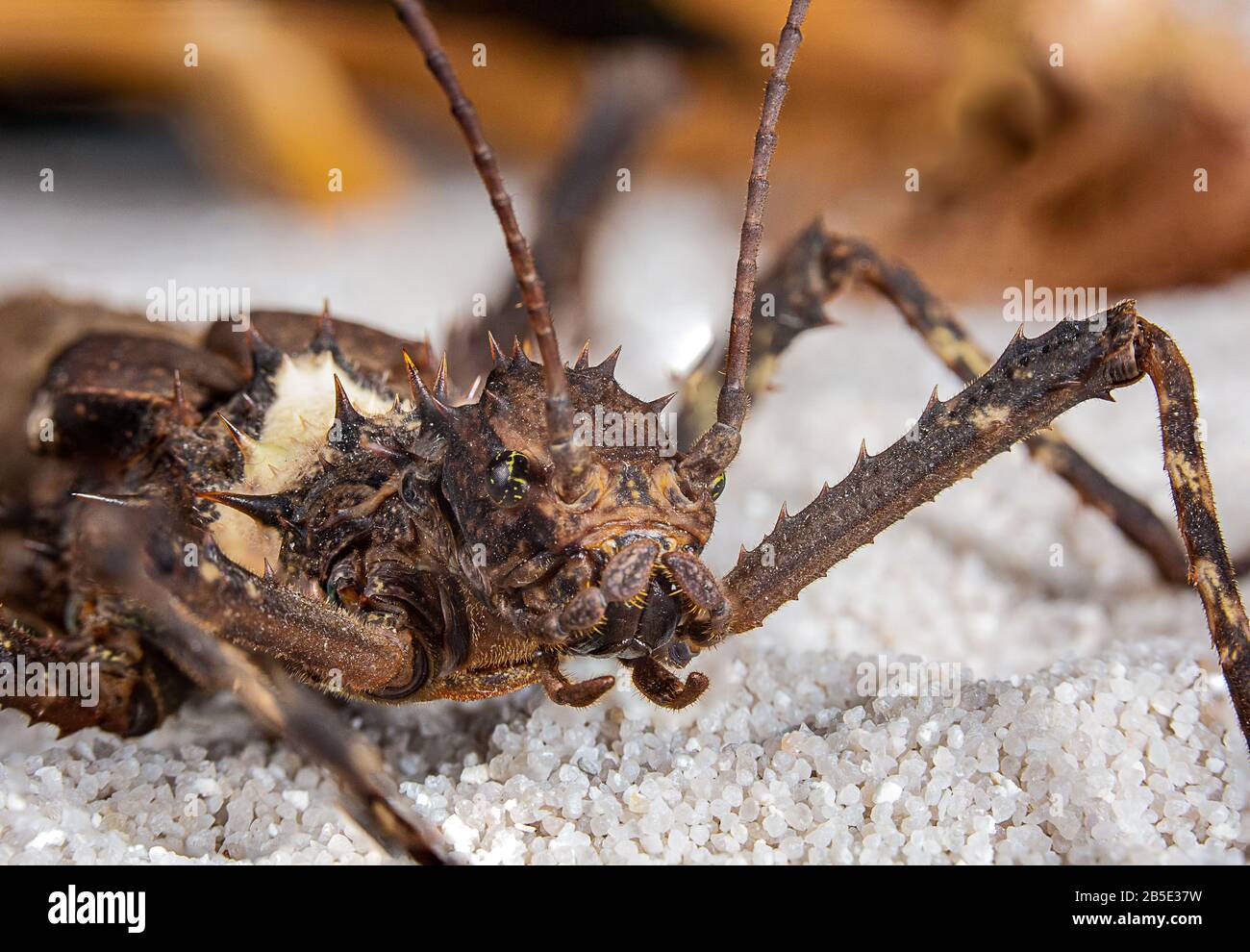 Giant Bornoe Stick Insect close up Stock Photo