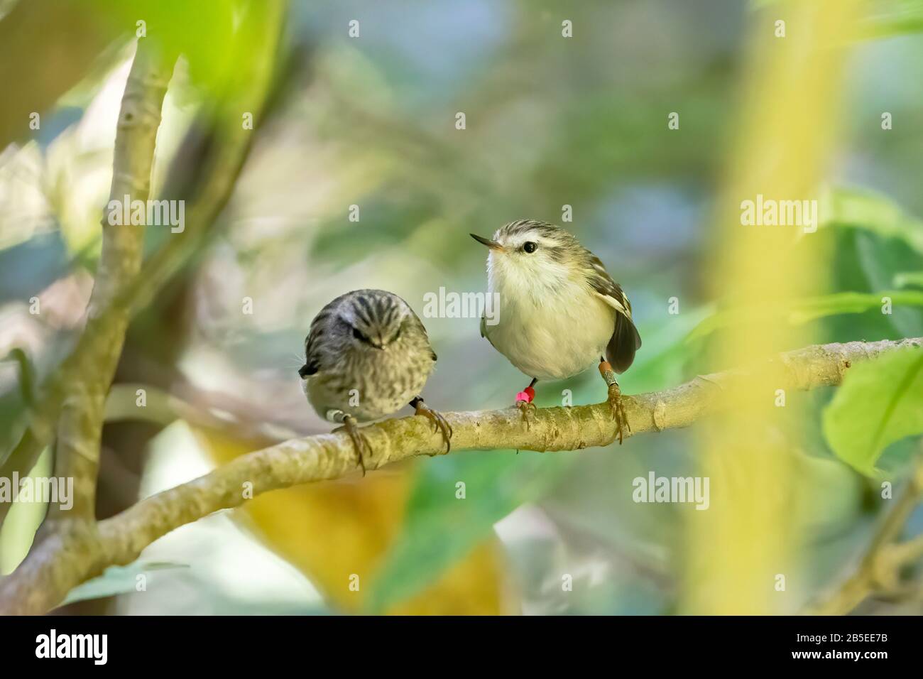 rifleman, Acanthisitta chloris. adult and chick perched in tree, New Zealand Stock Photo