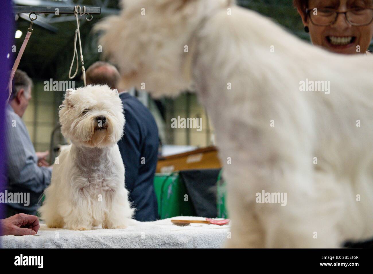 Crufts 2019 cheap terrier day