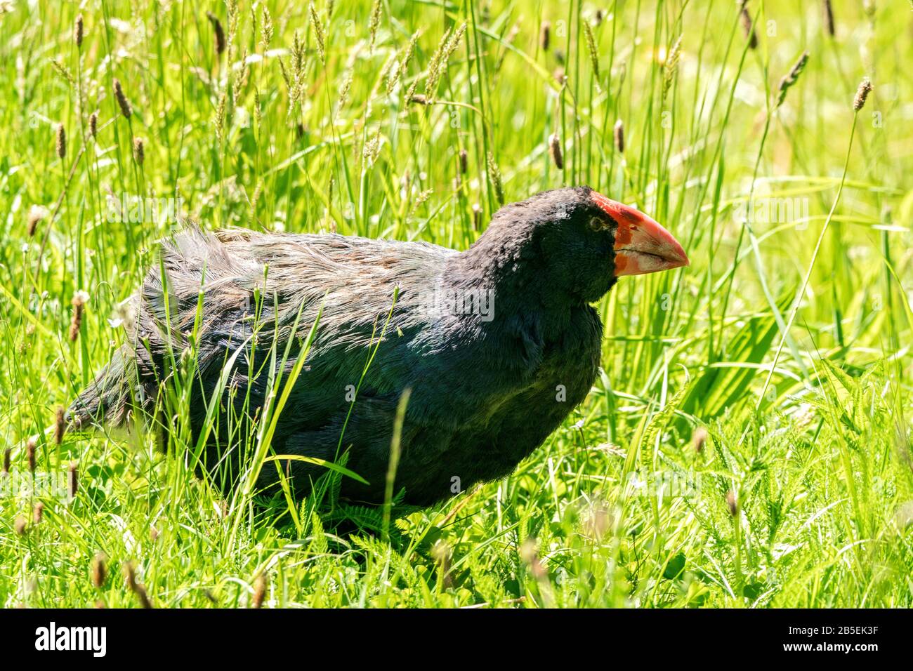 South Island takahe, Porphyrio hochstetteri, adult in grass, New Zealand Stock Photo