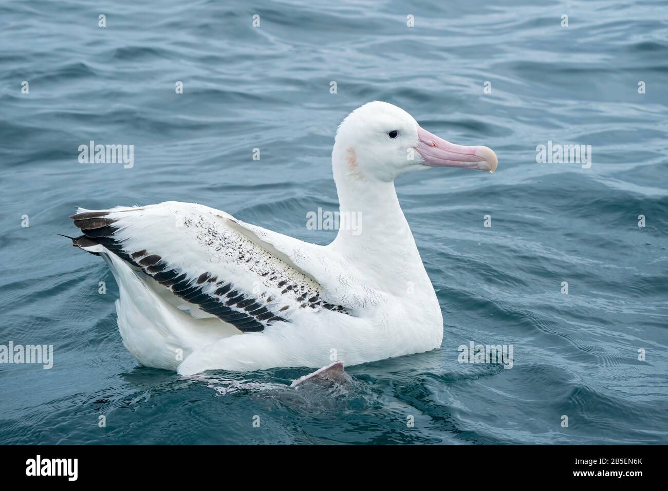 wandering albatross, Diomedea exulans, adult feeding while swimming on sea, Kaikoura, New Zealand Stock Photo