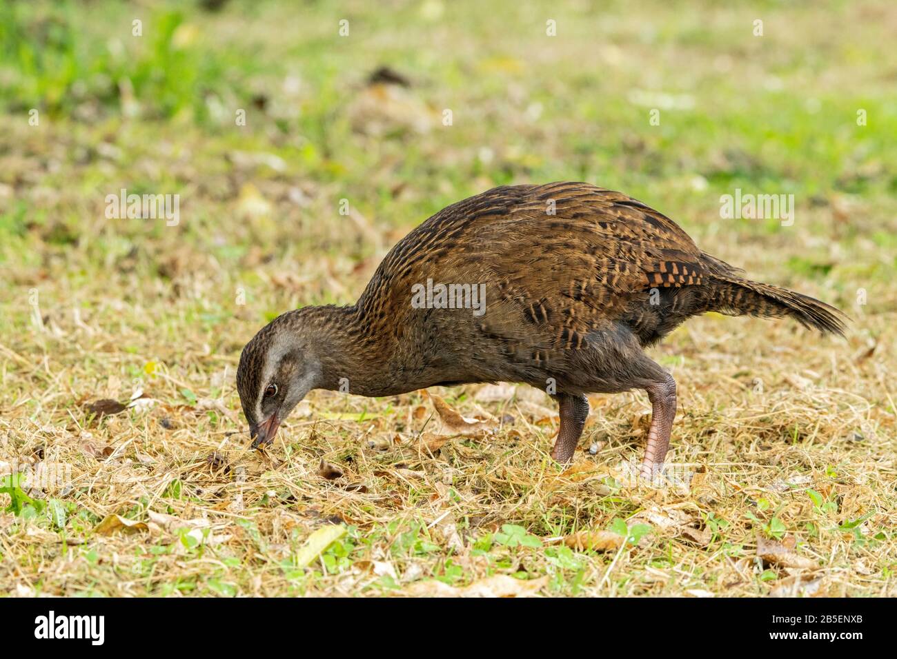 weka, Gallirallus australis, adult walking on short vegetation, New Zealand Stock Photo