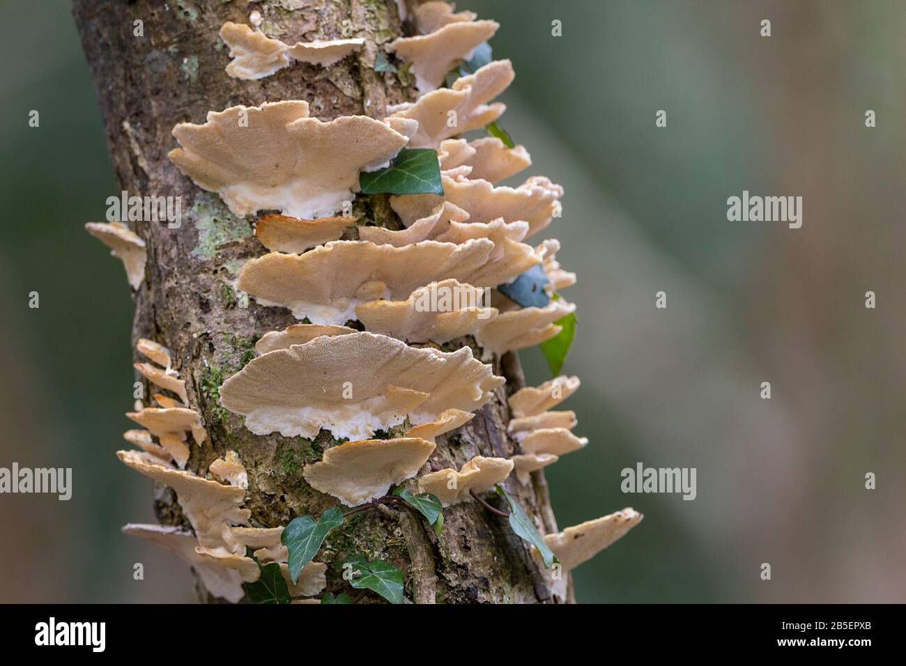 Thin pale bracket fungi on slender tree a metre or more of multiple pink flesh coloured colored wavy edged discs all around trunk with white base Stock Photo