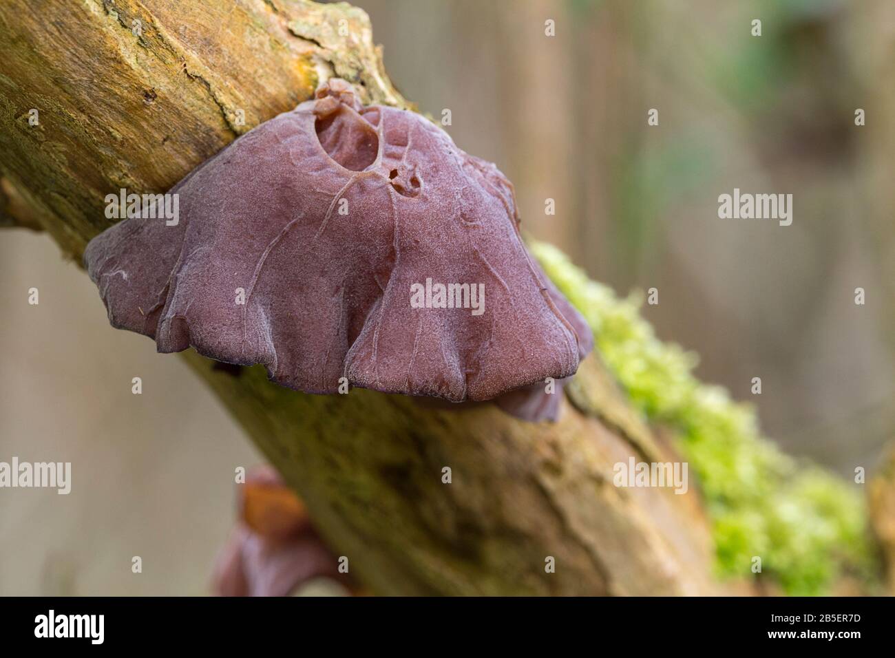 Jelly ear, jew's ear (Auricularia auricula-judae) auriculariaceae family of fungi varies from smooth and cup shaped to wrinkled human ear shaped Stock Photo