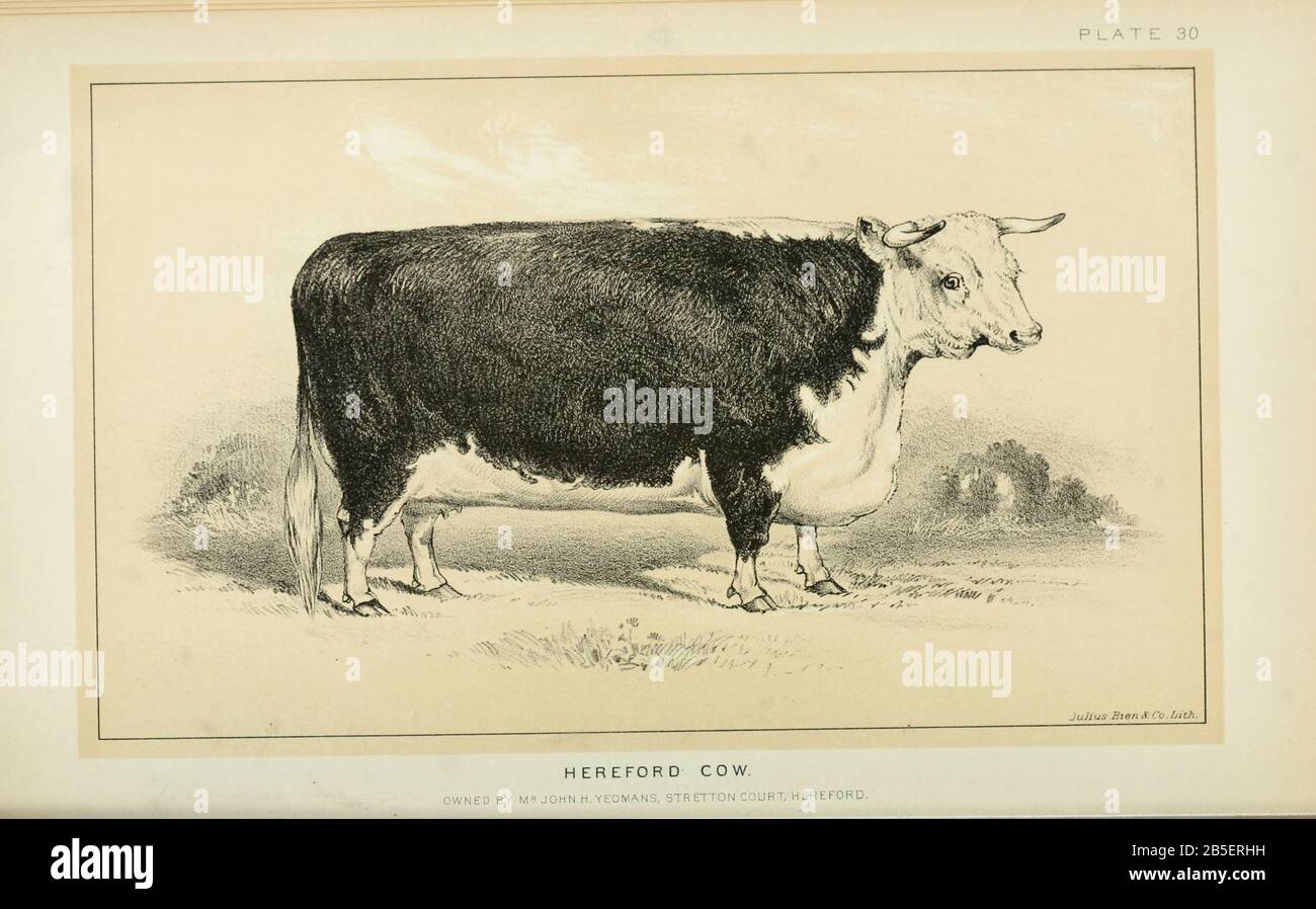 Dairy Cattle Illustration High Resolution Stock Photography And Images Alamy