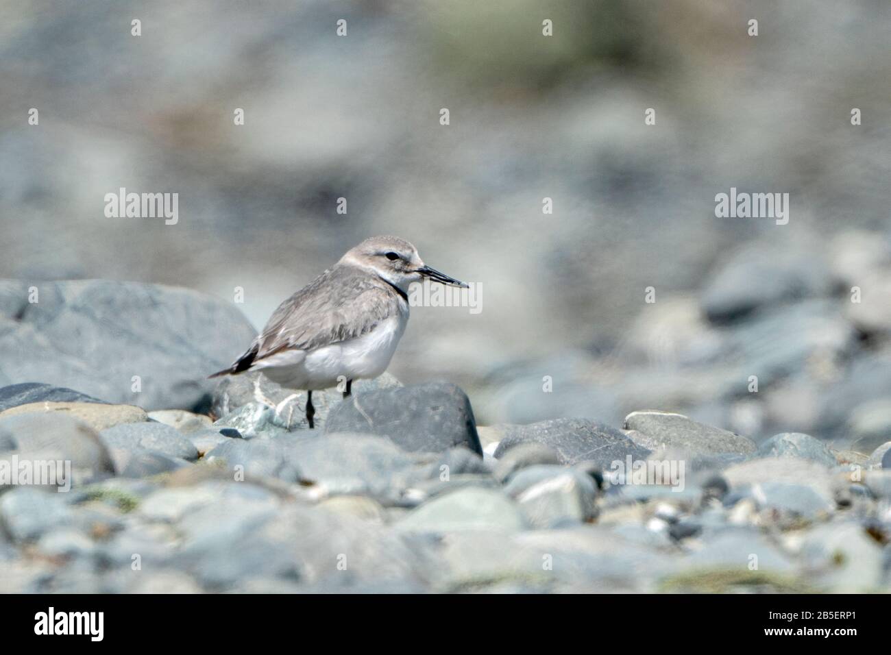 wrybill, Anarhynchis frontalis, standing on stones on braided river, South Island, New Zealand Stock Photo