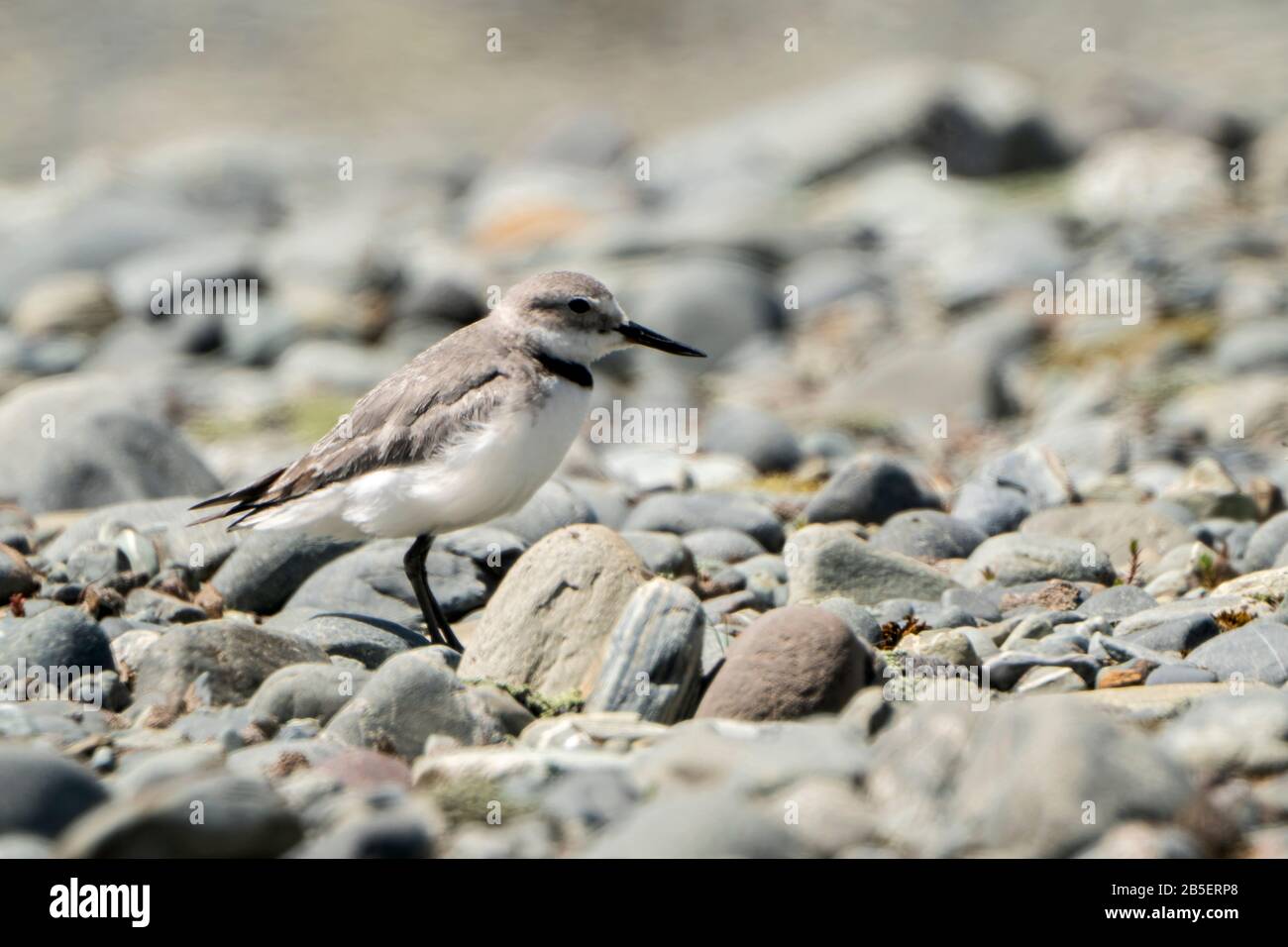 wrybill, Anarhynchis frontalis, standing on stones on braided river, South Island, New Zealand Stock Photo