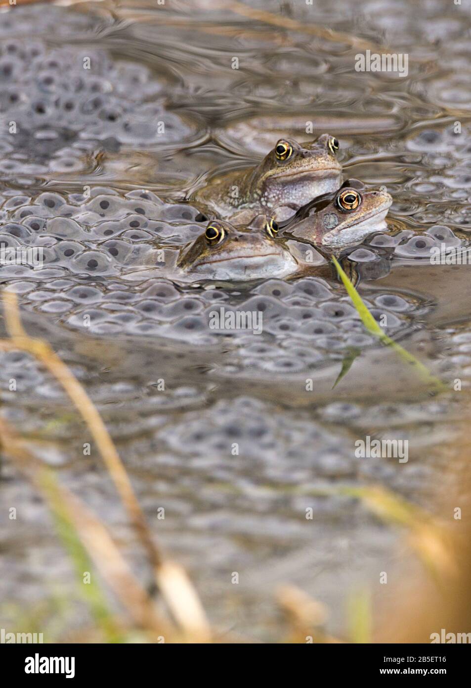 Frog frogs common Rana temporaria and frogspawn early spring mating
