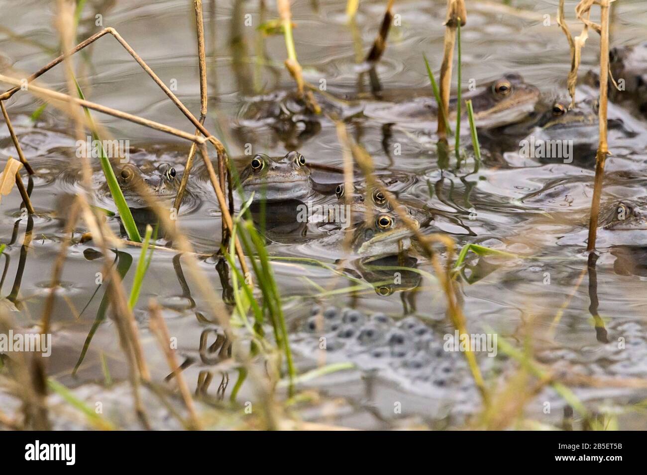 Frog frogs common Rana temporaria and frogspawn early spring mating season multiple frogs mating