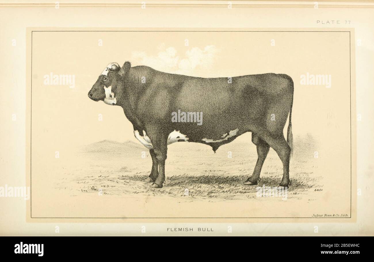 Flemish Bull from Cattle and dairy farming. Published 1887 by Govt ...