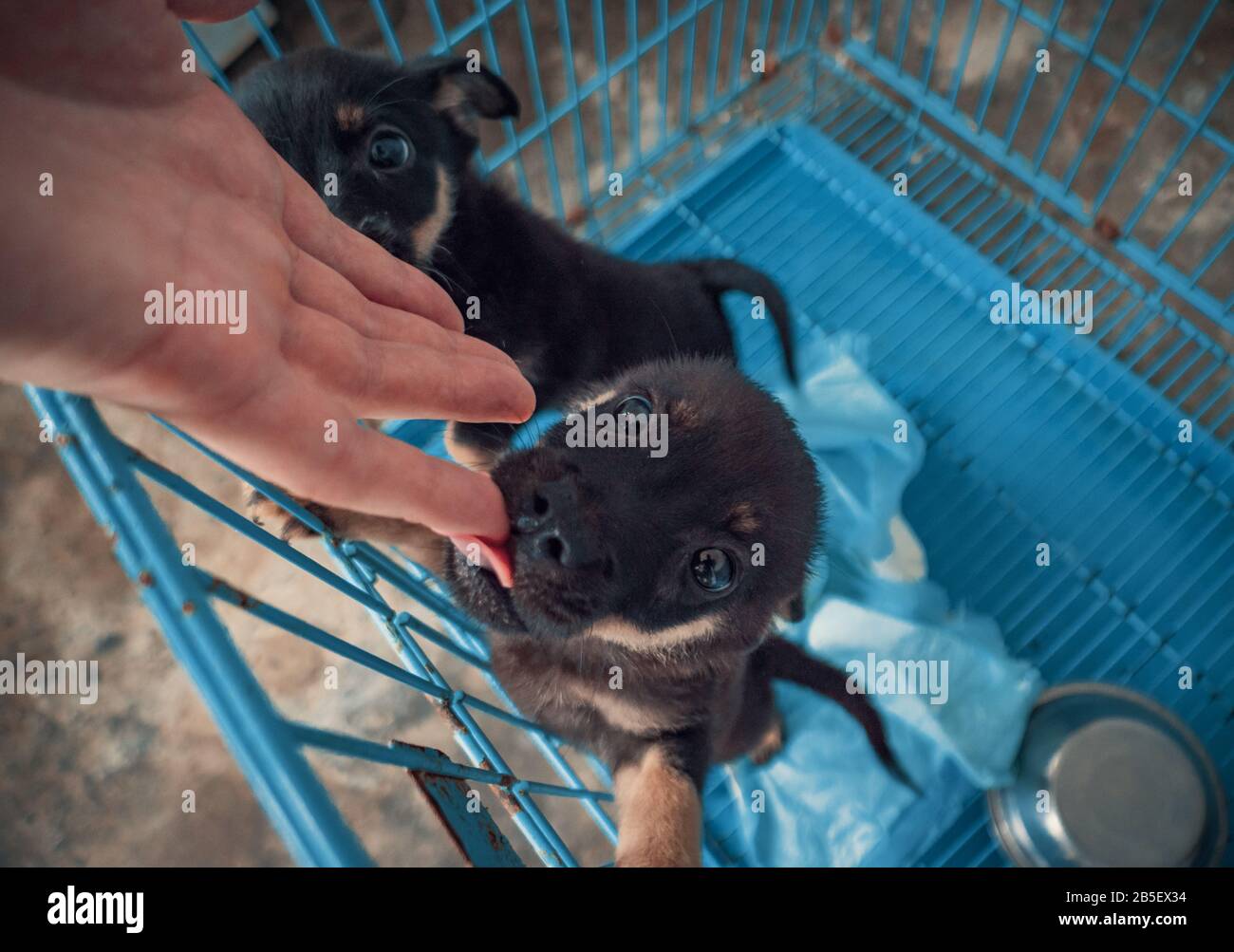 4K closeup of male hand petting caged stray dogs in pet shelter