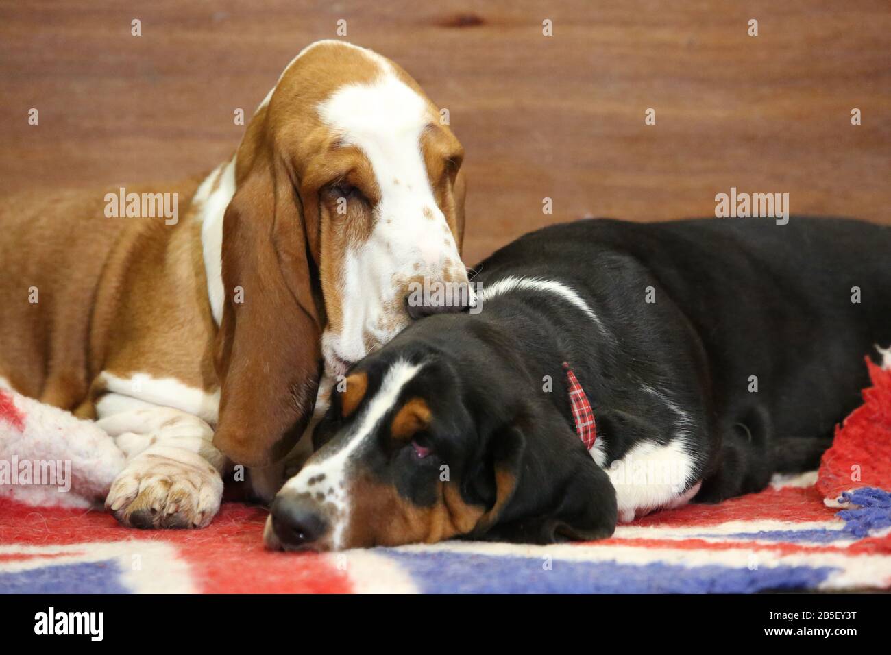 Birmingham Uk 8th Mar 2020 Final Day Of Crufts 2020 Hound Dog Love Two Basset Hounds Cuddle Up Credit Jon Freeman Alamy Live News Stock Photo Alamy