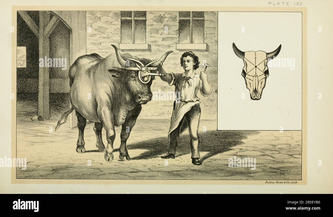 Cattle Slaughtering Swiss Method of a nail through the skull from Cattle and dairy farming. Published 1887 by Govt. Print. Off. in Washington. United States. Bureau of Foreign Commerce (1854-1903) Stock Photo