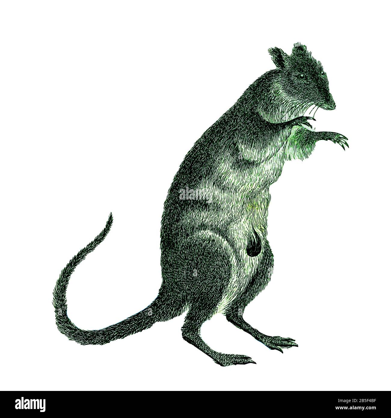 🌸 Original Artwork Release! 🌸 Merriam's Kangaroo Rat, ink and watercolor.  I just put four small, brand new original ink and water... | Instagram